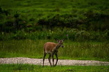 A pair of young red deer posing on the lawn of a deer nursery in the rays of the evening sun

