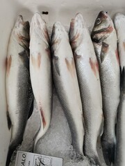 Obraz premium Fish from the freshly caught are almost alive
