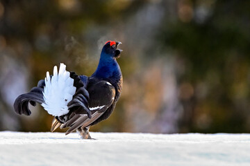 Black grouse is calling competitors to jousting..