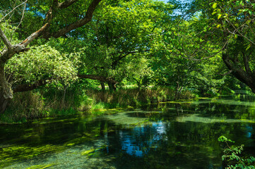 Fototapeta na wymiar 安曇野　緑の木々におおわれた湧き水の清流
