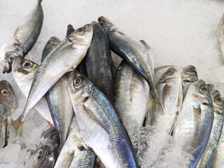 Fish from the freshly caught are almost alive