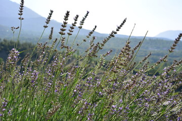 purple lavender flowers in grass in dawn on mountain background