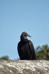 Urubu