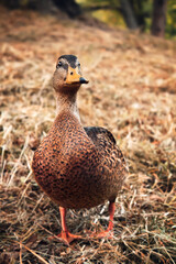 A female duck stands on the ground on dry grass full face and looks