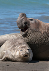 Elephant seal couple mating, Peninsula Valdes, Patagonia, Argentina