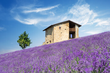 Fototapeta na wymiar Bushes of purple lavender flowers in summer