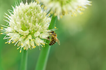 Bee and flower. Close up of a large striped bee collecting pollen on onion flower. Summer and spring backgrounds