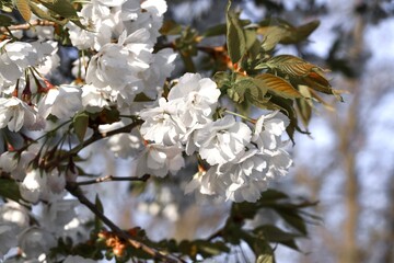 Closeup macro of white flowers in spring