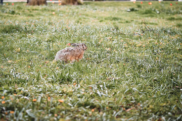 Photo of a wild rabbit or bunny in a park