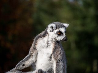 Ring-tailed lemur monkey looking around
