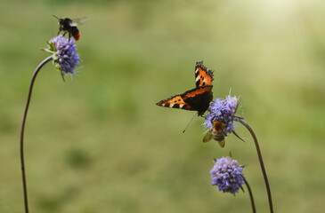 Peacock butterfly and  bumblebee. Insects frolic on colorful flowers to suck nectar. Shallow depth of field