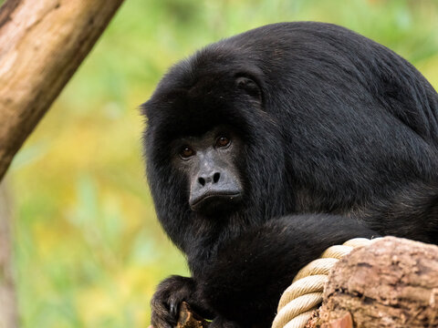 Howler monkey staring in the distance