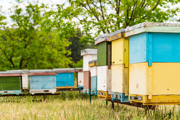 Fototapeta na wymiar Hives in an apiary with bees flying to the landing boards. Apiculture. Bee smoker on hive. Agricultural concept