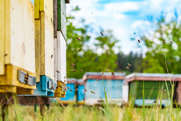 Colorful hives of bees on a meadow in summer. Hives in an apiary with bees flying to the landing...