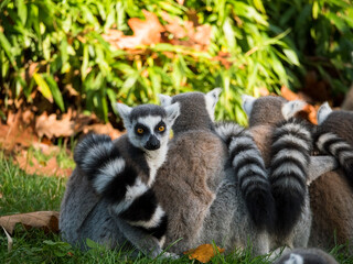 Group of ring-tailed lemur monkeys