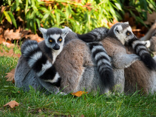 Group of ring-tailed lemur monkeys
