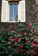 camélia du Japon, Camellia Japonica