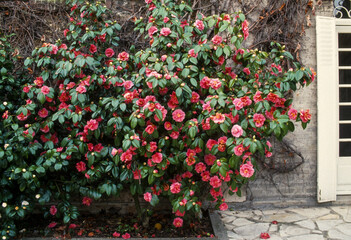 camélia du Japon, Camellia Japonica