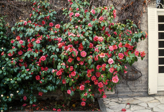 cam&eacute;lia du Japon, Camellia Japonica