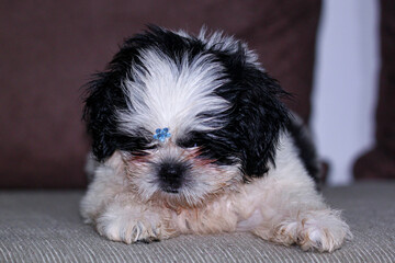 shitzu puppy playing on the living room sofa