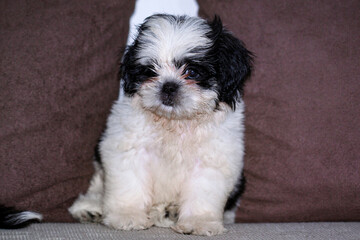 shitzu puppy playing on the living room sofa