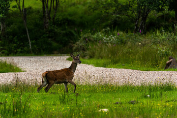 A pair of young red deer posing on the lawn of a deer nursery in the rays of the evening sun
