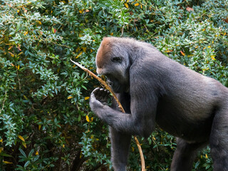 Obraz premium Western lowland gorilla holds a branch
