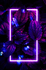 Creative fluorescent color layout. Neon light flat square frame on leaves background in dark...