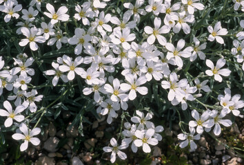 Céraiste cotonneux, Cerastium tomentosum