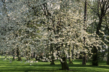 Cerisier, Prunus cerasus, fleurs, printemps, Verger, Luberon, Vaucluse, 84