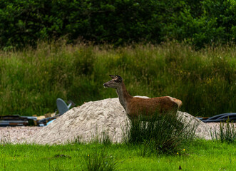 A pair of young red deer posing on the lawn of a deer nursery in the rays of the evening sun
