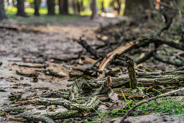 Rough dried broken wood branch. Green tree behind. Close-up. Forest and nature concept
