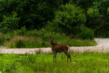 A pair of young red deer posing on the lawn of a deer nursery in the rays of the evening sun
