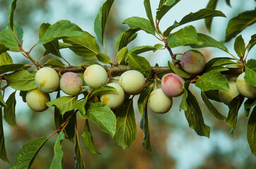 Prunier, Prunus domestica, Prune, variété Prune Reine Claude d'Oullins