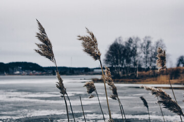 reeds in winter