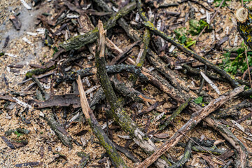 Pile of cut tree branches along the city park path. Spring cleaning of the park. Sanitary pruning trees. Heap of dry natural firewood