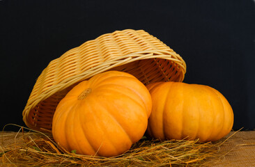 Two large textured orange pumpkinsinon with basket and hay on a dark background.. Autumn harvest. Rustic style
