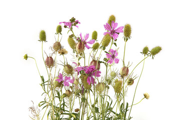 Garden flowers in late summer isolated on white background. Flowers with seed heads  left after...