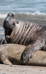 Elephant seal couple mating, Peninsula Valdes, Patagonia, Argentina