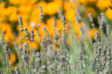 lavender seed pods growing in front of a bed of yellow rudbeckia flowers