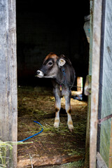 Kalb
