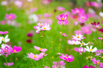 pink flowers in the field