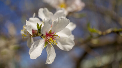 The beautiful juicy colored flowers for background