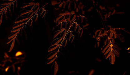 Leaf Dark Background Nature Texture 