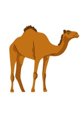 illustration animal icon, camel with white background