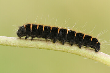 A Fox Moth Caterpillar, Macrothylacia rubi, resting on the stem of a plant in a meadow.
