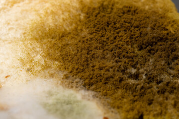moldy bread close up as background and texture
