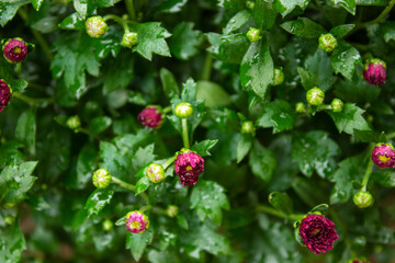 A close up of a flower garden