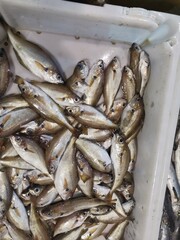 Fish from the freshly caught are almost alive