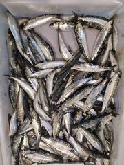 Fish from the freshly caught are almost alive